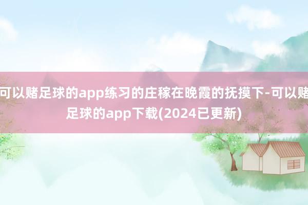 可以赌足球的app练习的庄稼在晚霞的抚摸下-可以赌足球的app下载(2024已更新)